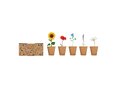 Flowers growing kit