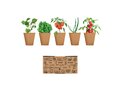 Salad growing kit 3