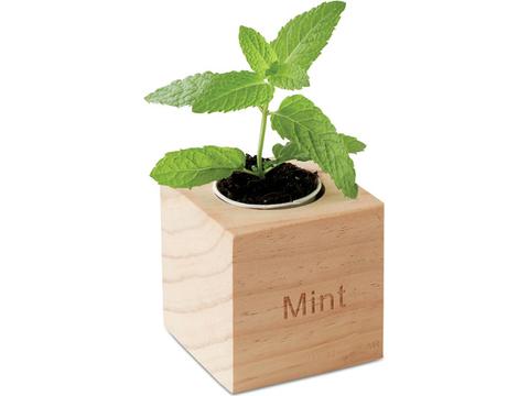 Menta Herb pot