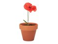 Red Poppy 4