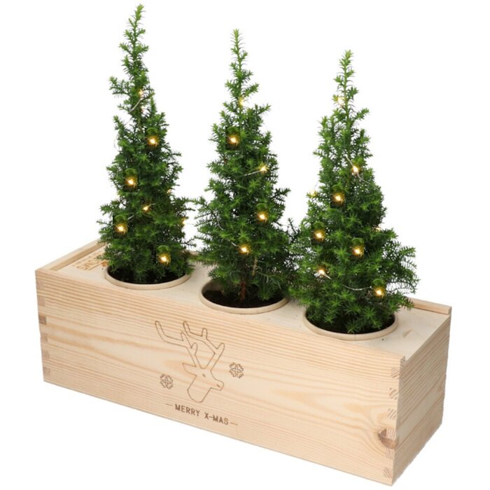 Bloomsbox met kerstboompjes