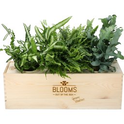 Bloomsbox met luchtzuiverende varens